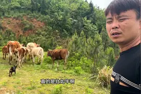 50头牛在深山放养，有定位器就是方便，就是有点数不清！视频封面