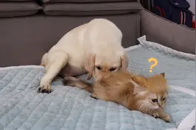 拉布拉多寻回犬试图和小猫交朋友！小狗和小猫一起睡觉很可爱。视频封面