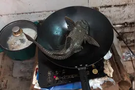 清道夫好牛，用电磁炉烤八成熟，放入鱼缸冷水浸泡又复活了视频封面