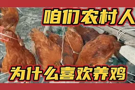 咱们农村人为什么爱养鸡？