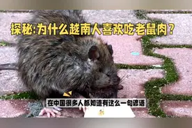 探秘:为什么越南人喜欢吃老鼠肉？视频封面