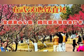 在武汉地铁直达！宝藏青山公园，梅花盛开等你来打卡