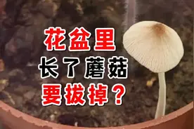 花盆里长了蘑菇，要拔掉？视频封面