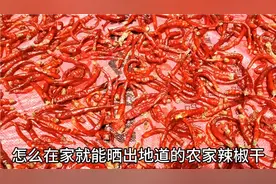 辣椒干可以不用直接暴晒，教你一招这样晒有嚼劲易储存不易发霉！