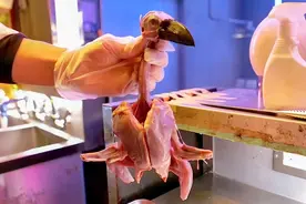 见识一下，日本人吃大乌鸦，如此疯狂的美食，一般人还真压制不住