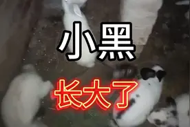 小黑长大了，受到陌生兔子气味刺激，觉醒了雄性动物本能