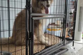 这个有点意思，搞笑也得有料