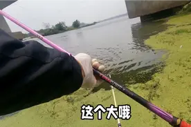 千万别小瞧短杆钓鱼，短杆有时候能派上大用场，钓鱼硬知识