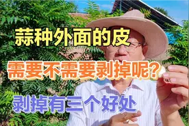 种植大蒜前，蒜种外面的皮剥掉吗？可以不剥，剥掉有三个好处。