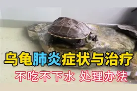 乌龟肺炎感冒症状与治疗方法，不吃不喝不下水，草龟生病处理办法