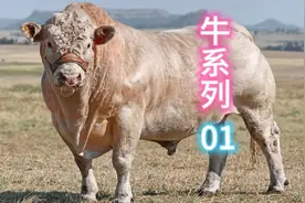 牛系列 01  夏洛莱牛  🌏 原产地法国