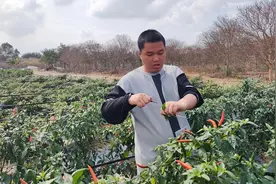 下乡农场辣椒田，父子俩体验椒田摘辣椒。视频封面