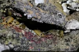 赶海经常发现海边礁石上许多蟑螂一样的虫子没想到竟是人间美味