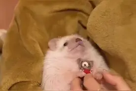 考虑养一只能认主人的小刺猬嘛视频封面