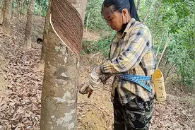 准备割胶了大家看看，割胶有多苦，没钱用没办法，只有努力赚钱了