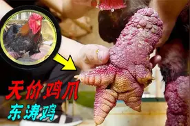 一双鸡爪卖到15000元，越南天价鸡凭啥这样贵？引进我国怎么样视频封面