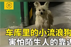 流浪狗被小姐姐救回去后，简直太漂亮了，非常可爱！视频封面