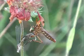 昆虫界的空中霸王，甚至可以捕食大黄蜂视频封面