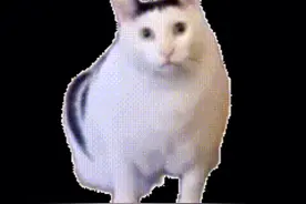 分享猫猫表情包视频封面