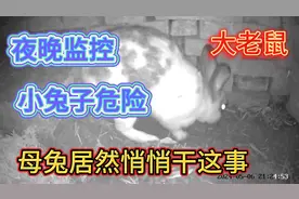 兔妈妈每次喂完奶以后都会把小兔子埋起来，小兔为什么不会闷死？
