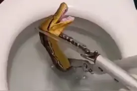 今天我们来看看这条大蛇钻进马桶，看看这位大叔是怎么把他弄出来
