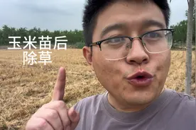 玉米喷施苗后除草剂的最佳时间，千万别错过视频封面