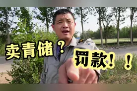 搞笑：农民卖青储，被罚款！自己的土地自己种为啥不能卖？