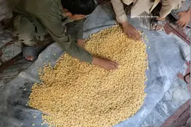 卡拉胶乡镇企业无尘车间手搓牛奶糖，没有科技与狠活奶香醇厚