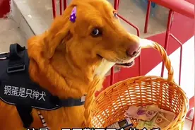 同名不同命，金毛老蒯的窝囊一生！#狗子 #萌宠出道计划