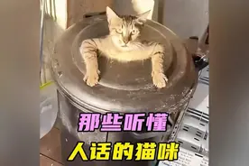那些听懂人话的猫咪，会吵架，会喊妈#猫咪 #搞笑 #猫咪的迷惑行视频封面