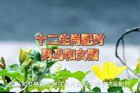十二生肖配对男马和女猪视频封面