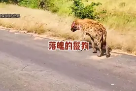 鬣狗失去一半脑袋，它还能活下去吗#鬣狗#动物世界