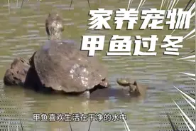 甲鱼能家养吗？宠物甲鱼如何在家安全过冬？视频封面