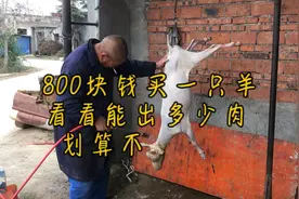 800块钱买一只羊，看看能出多少斤肉？划算不