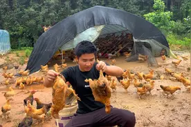 200亩山林放养了600只鸡，一个月过去了，看看成活率怎么样