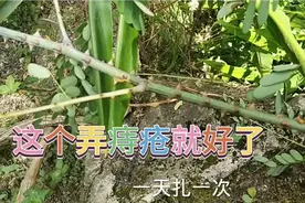 这个阎王刺弄痔疮就好了，什么也不用吃，来砍送你小心点刺太多视频封面