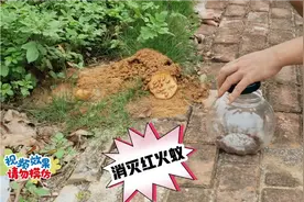 为了测试不同窝的红火蚁是否干架，小伙将两窝的距离拉至20公里远