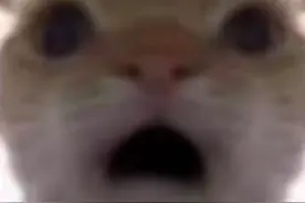 小猫表情包视频封面