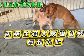 比特犬vs我家的黄斗视频封面