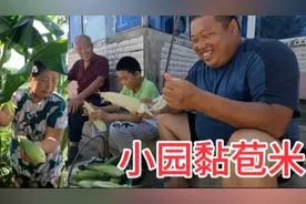 小园黏苞米好了，娘仨掰一筐，烀上一锅再蒸一盘苞米糊，黏糯香甜