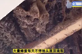 屋顶惊现巨型蜂窝，蜜蜂每天不停滴下蜂蜜