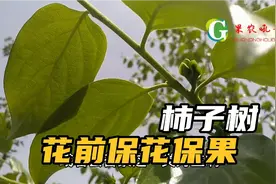 富平尖柿落果严重，花前用药很重要，保花保果，防病杀虫