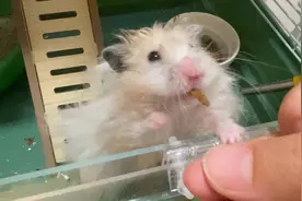 长毛金丝熊吃虫虫干开心到发呆