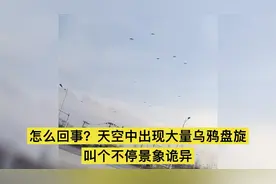 怎么回事？天空中出现大量乌鸦盘旋叫个不停景象诡异