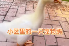 最近小区好多老人养了鸡、养了鹅，业主投诉到物业说禁止养禽类视频封面