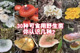 盘点这半年来采的30种可食用野生菌，认识五种以上的就是高手