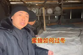 零下二三十度小蜜蜂是怎么过冬的！30年经验的师傅告诉你！