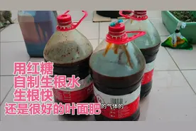 楼顶种菜:用红糖这样自制生根水，不仅生根快，还是很好的叶面肥