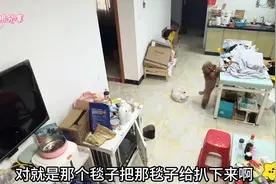 主人通过监控和狗狗对话全过程，交流毫无障碍，这个小狗成精了视频封面