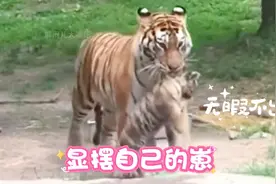 虎妈妈：向游客炫耀一下我的“崽”！